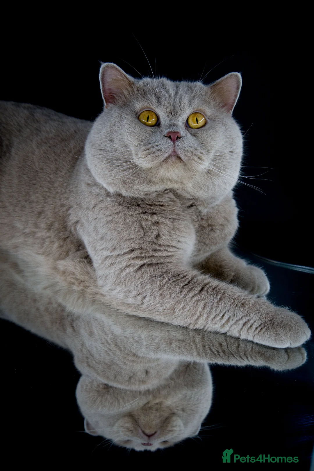 British Shorthair cats for stud: Champion Fawn British Shorthair Stud - Advert 2
