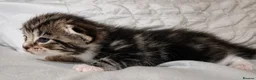 Turkish Angora cats for sale: 🐾 Exceptional Turkish Angora x Kittens in Belper - Advert 7