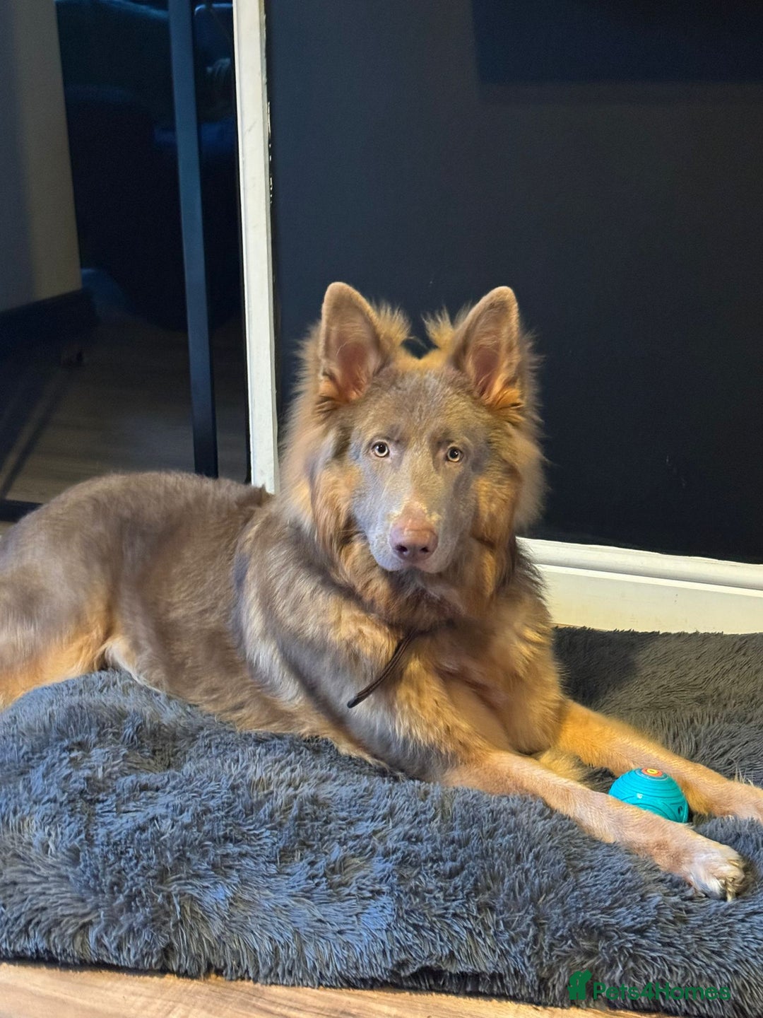 German Shepherd dogs for stud: KC health tested isabella german shepherd for stud - Advert 10