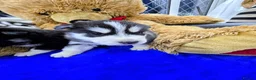 Shepsky dogs for sale: The new generation has arrived 🙌  - Advert 10
