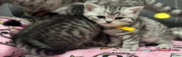 British Shorthair cats for sale: GCCF REGISTERED SILVER TABBY & SPOTTED BSH KITTENS - Advert 22