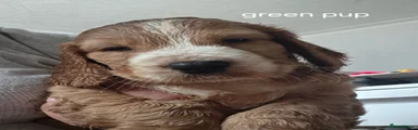 Cocker Spaniel 1