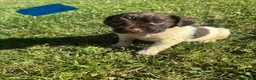 English Springer Spaniel dogs for sale: Springer Spaniel Puppies  - Advert 17