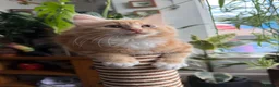 Mixed Breed cats for sale: Kittens for the best homes - Advert 9