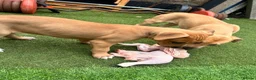 Lurcher dogs for sale: Wheaten bull greyhound - Advert 6