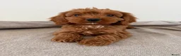 Cockapoo dogs for sale: Cockapoo Puppies - Advert 12