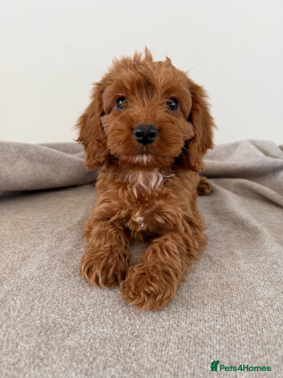 Cockapoo dogs for sale: Cockapoo Puppies - Advert 12