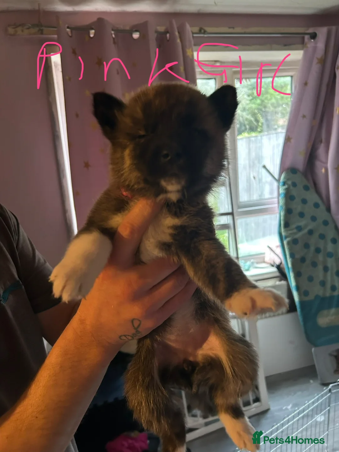 Akita dogs for sale: Akita pups - Advert 10