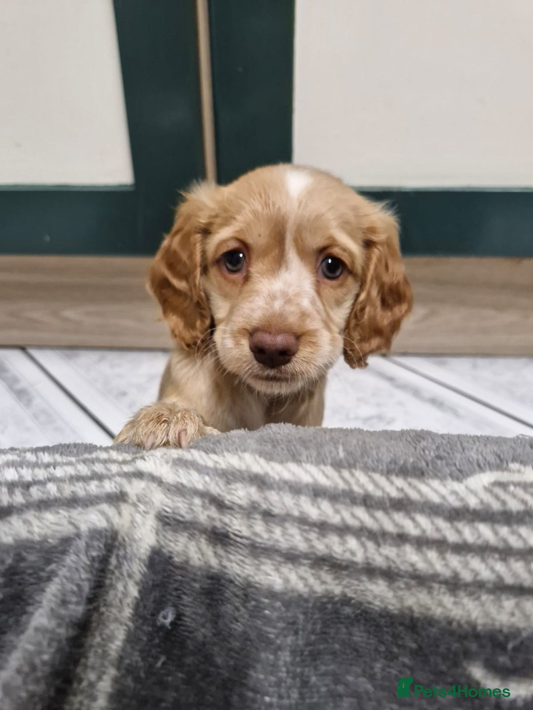 Cockapoo dogs for sale: Beautiful Cockerpoo puppies - Advert 1