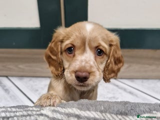 Cockapoo dogs for sale: Beautiful Cockerpoo puppies - Advert 1