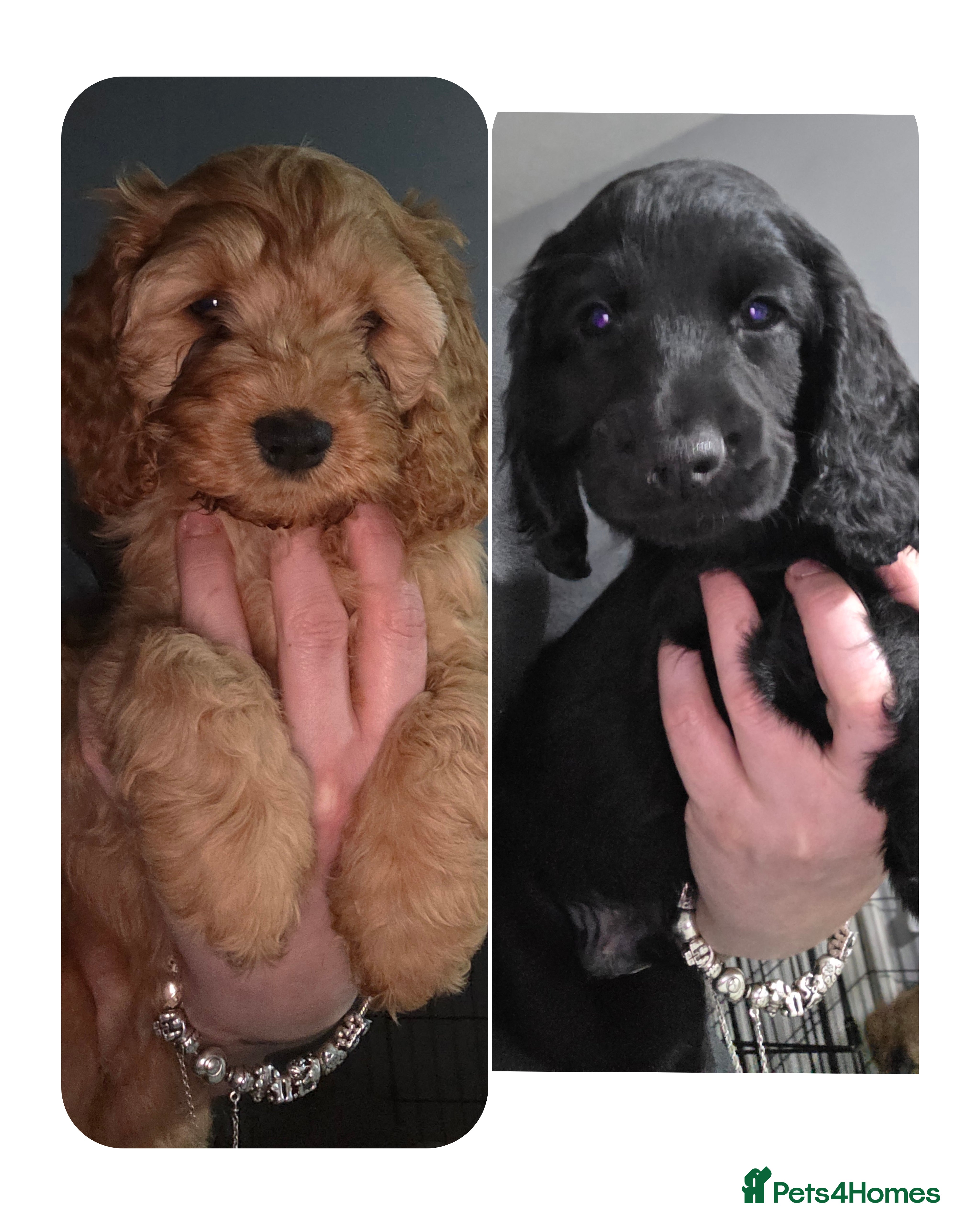 Cockapoo dogs **READY TO GO**LAST 2 LEFT **Cockerpoo Puppies F2 - Advert 18