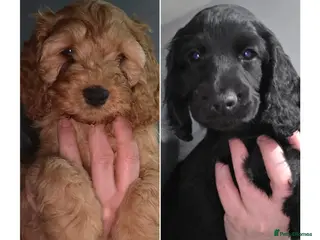 Cockapoo dogs **READY TO GO**LAST 2 LEFT **Cockerpoo Puppies F2 - Advert 18