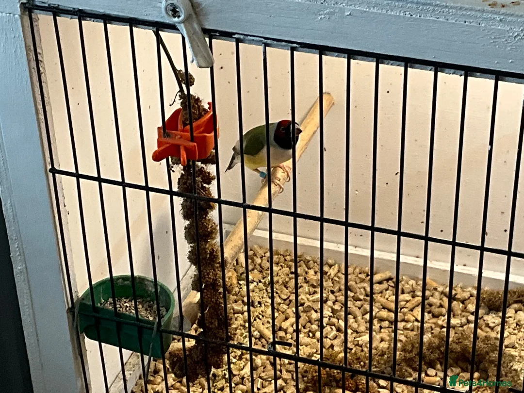 Finches birds for sale: Female Gouldian 10 moths old beautiful bird - Advert 1