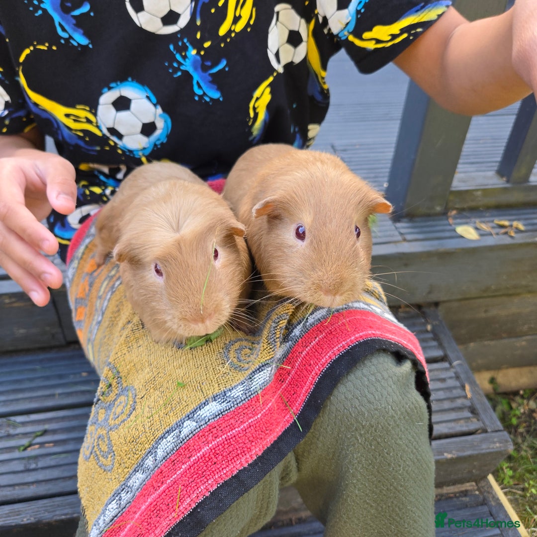 Guinea Pig rodents for sale: Brown Guinea pigs twin male comes with indoor cage - Image 4