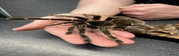 Mixed Breed invertebrates for sale: Various Invertebrates At Urban Exotics  - Advert 33