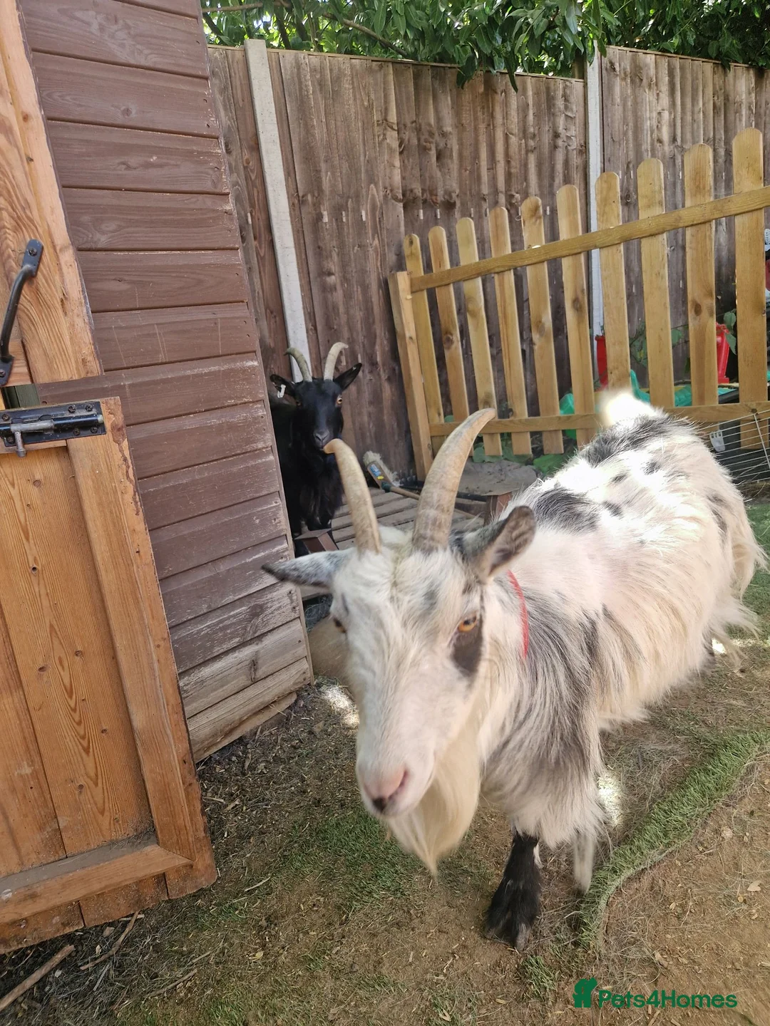 Goats livestock for sale: Pygmy goats  - Advert 14