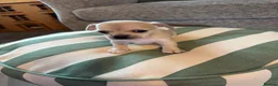 Chihuahua dogs for sale: Chihuahua puppy in Hengoed - Advert 5
