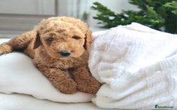 Bernedoodle dogs for stud: Bernedoodle Stud - Image 4