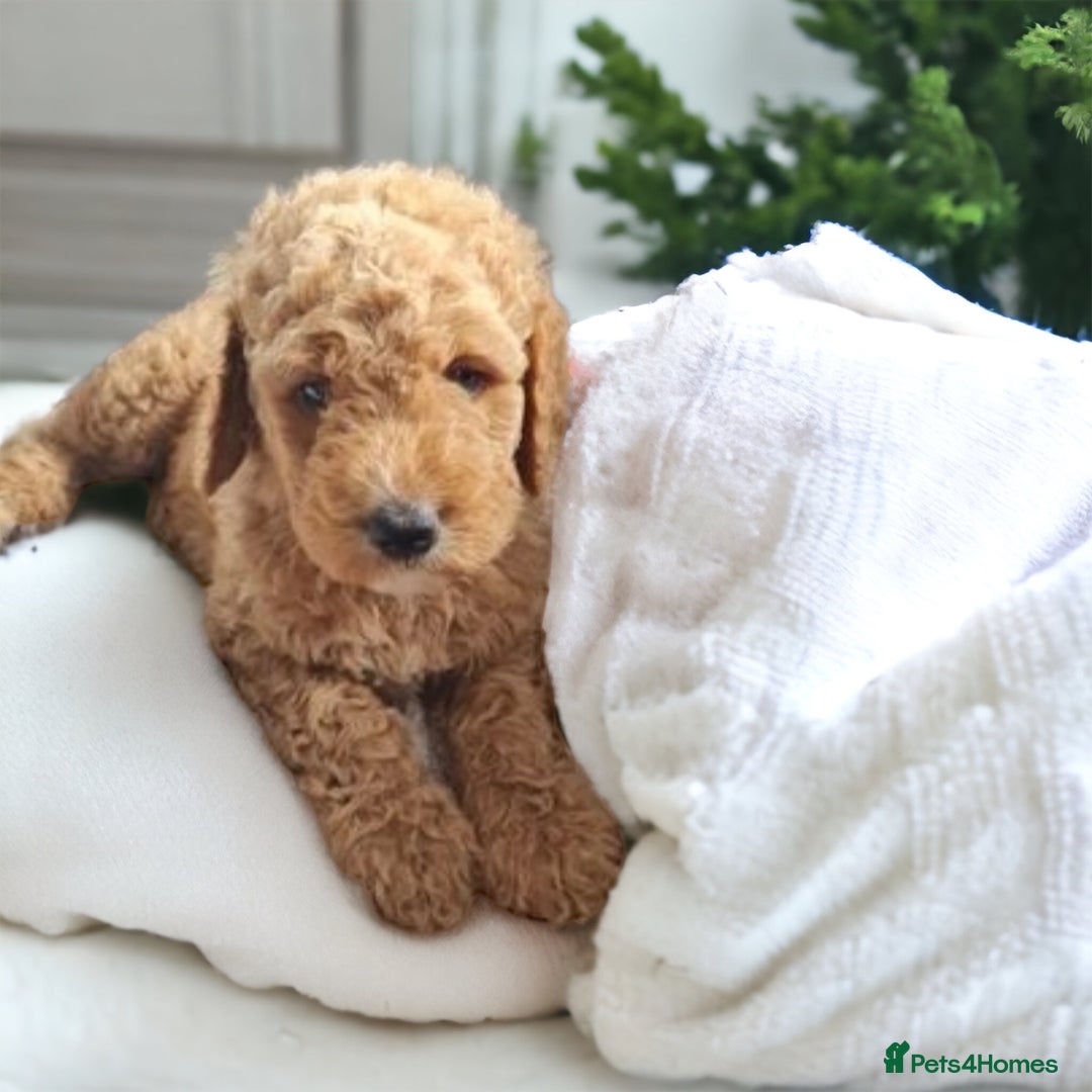 Bernedoodle dogs for stud: Bernedoodle Stud - Image 4