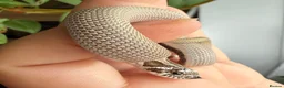Snake reptiles for sale: Various Western Hognose Hatchlings - Advert 5