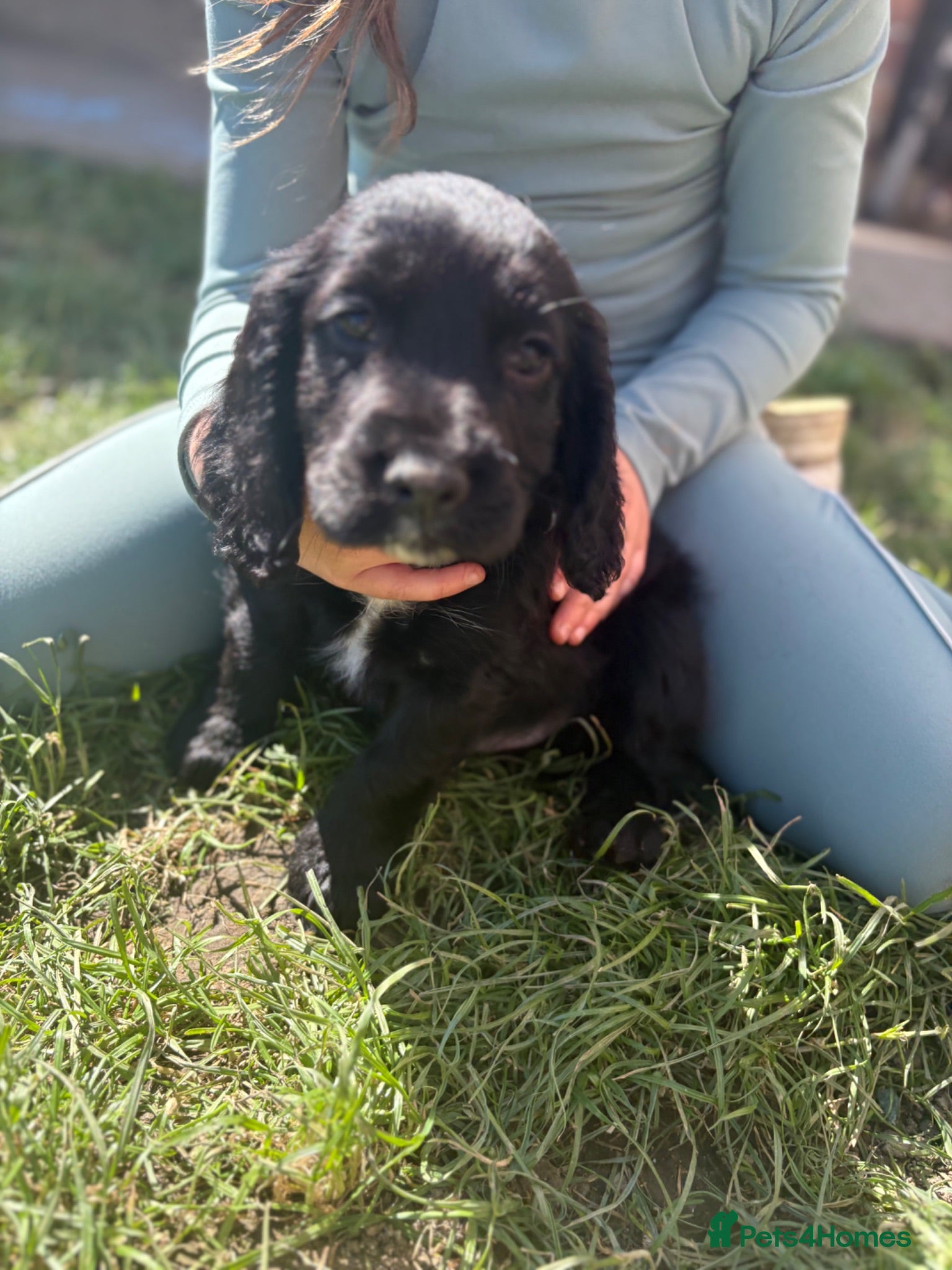 Cocker Spaniel dogs Cocker spaniel puppy’s  - Advert 4