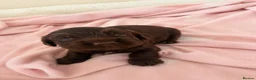 Cocker Spaniel dogs for sale: Beautiful cocker spaniel puppies 🐶 - Advert 10