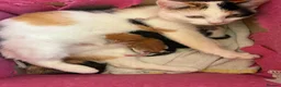 Mixed Breed cats for sale: Beautiful kittens  - Advert 1