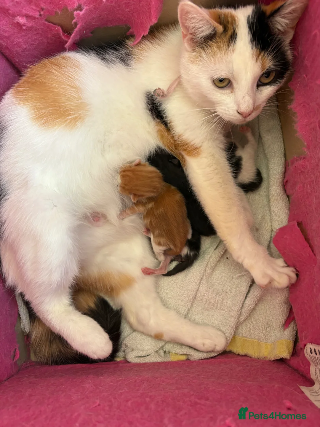 Mixed Breed cats for sale: Beautiful kittens  - Advert 1