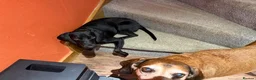 Mixed Breed dogs for adoption: Flora  ❤️  in Milton Keynes - Advert 6