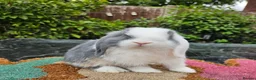 Mini Lop rabbits for sale: Two baby mini lop boys  - Advert 2