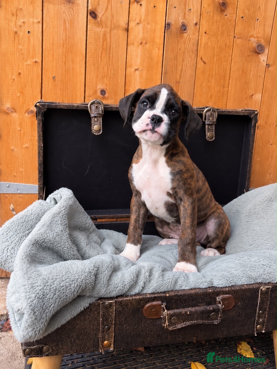 Boxer dogs KC Registered Boxer Puppies - health tested - Advert 1