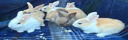 Mini Lop rabbits for sale: Mixed litter of lop x Dutch bunnies for sale - Advert 6
