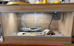 Gecko reptiles for sale: Female Albino Leopard Gecko + VivExotic Full Setup - Image 5