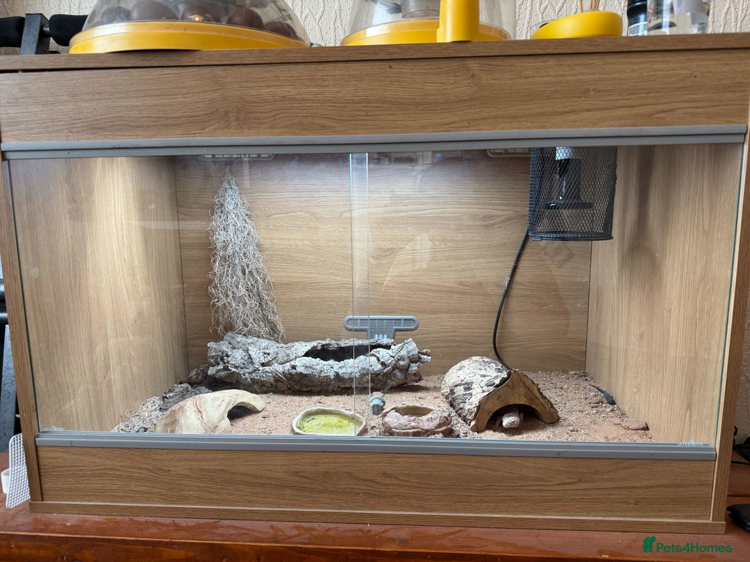 Gecko reptiles for sale: Female Albino Leopard Gecko + VivExotic Full Setup - Image 5