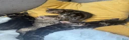 Persian cats for sale: Fluffy tabby kittens  - Advert 2