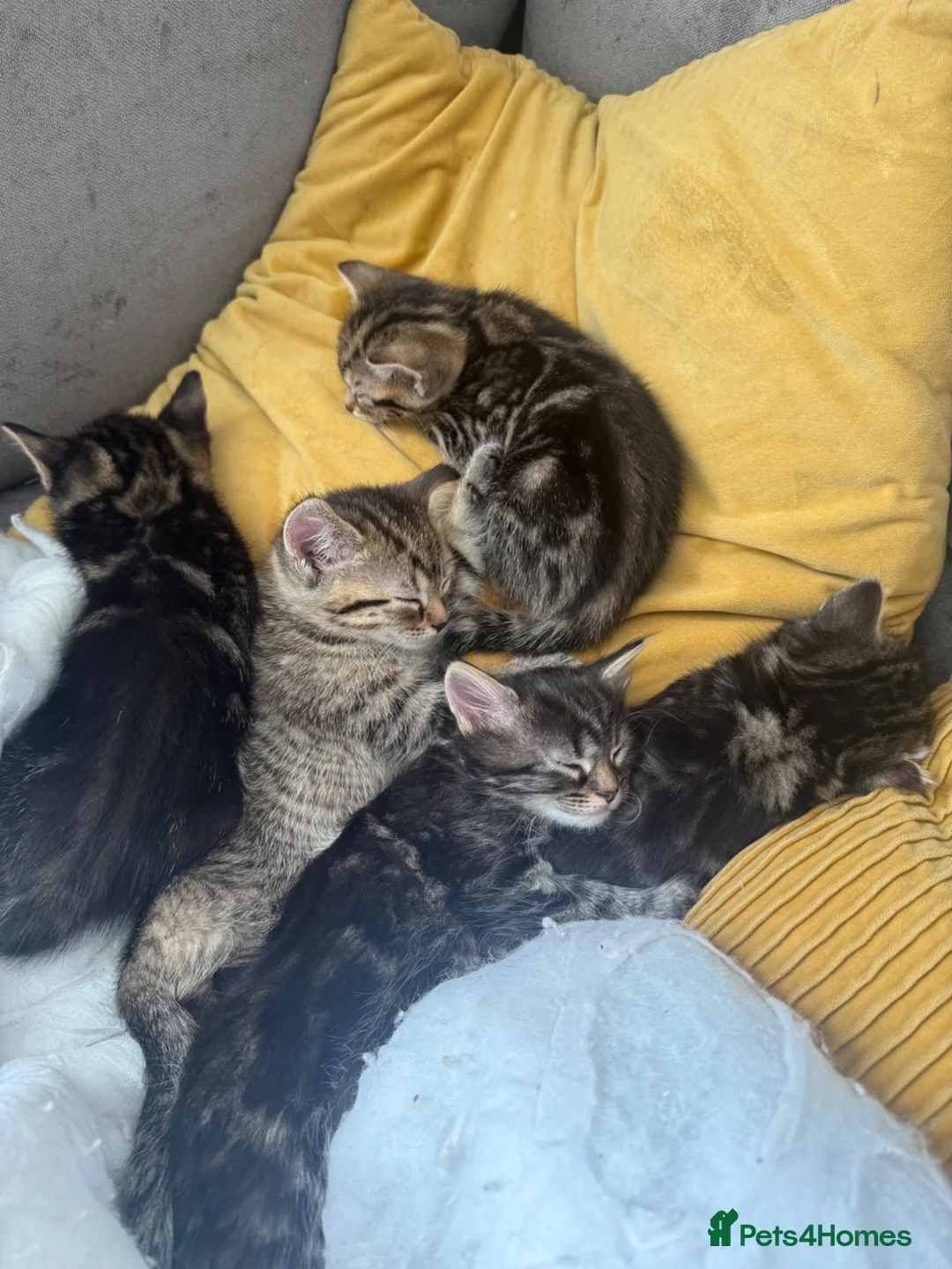Persian cats for sale: Fluffy tabby kittens  - Advert 2