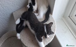 Mixed Breed cats for sale: Cute Furry Friends Ready to find new home. - Image 21