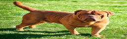 Dogue De Bordeaux dogs for stud: Stunning young lad  in Stourbridge - Advert 1