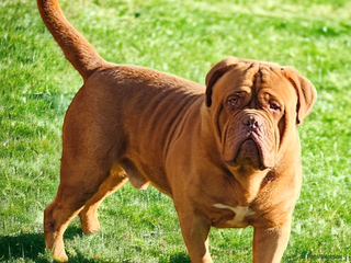 Dogue De Bordeaux dogs in Stourbridge - Advert 1