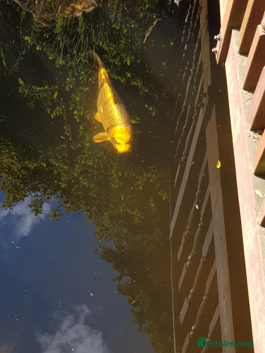 Pond Fish fish for sale: Large Pond Fish in Hayes - Advert 2