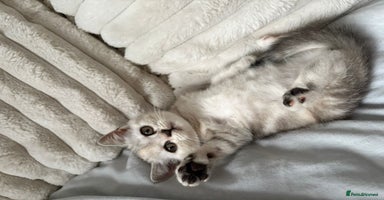British Shorthair cats - Advert 8