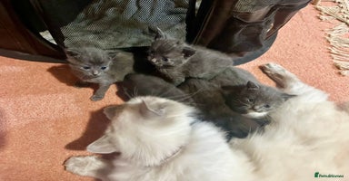 Ragdoll cats - Advert 1