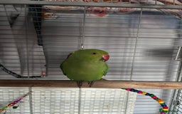 Ringnecks birds for sale: Indian ringneck parrot  - Image 1