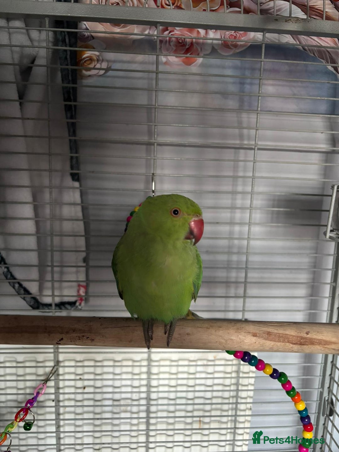 Ringnecks birds for sale: Indian ringneck parrot  - Image 1
