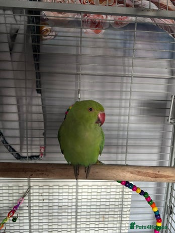 Ringnecks birds - Advert 1