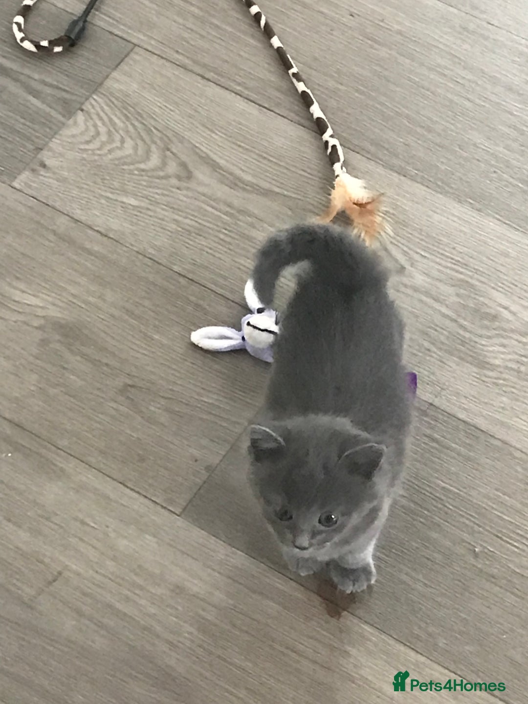 Mixed Breed cats for sale: Fur babies - Image 2