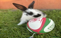 Continental Giant rabbits for sale: Baby Rabbits  - Image 10