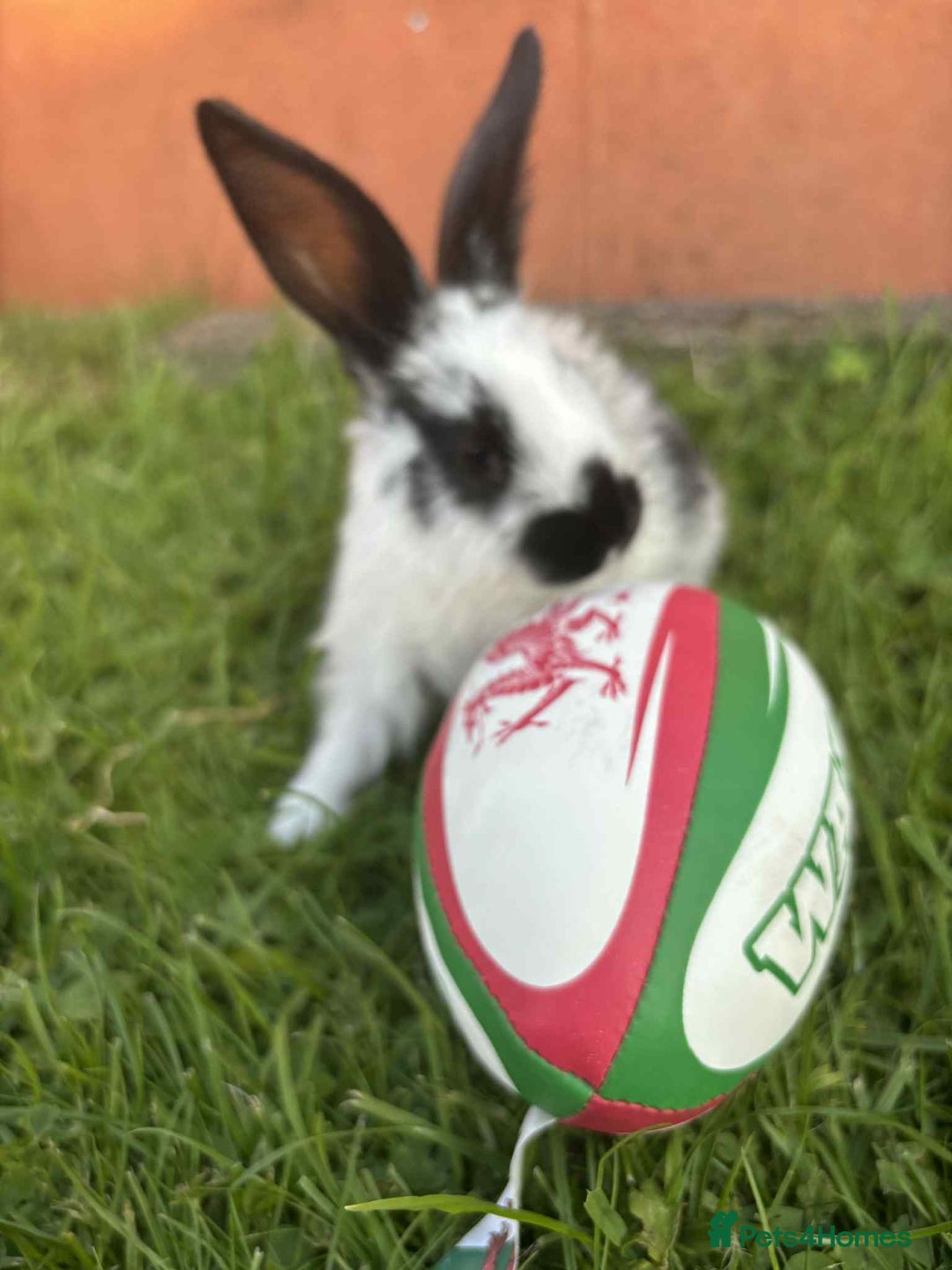 Continental Giant rabbits for sale: Baby Rabbits  - Image 10
