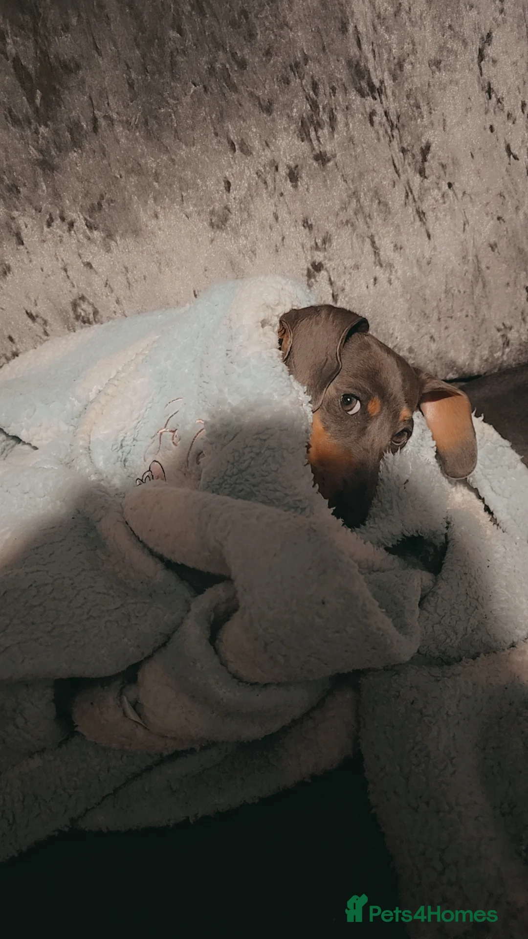 Miniature Dachshund dogs for sale: Miniature dachshund  - Advert 3