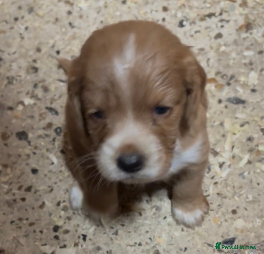 Cockapoo dogs for sale: Cockapoo puppies - Image 6